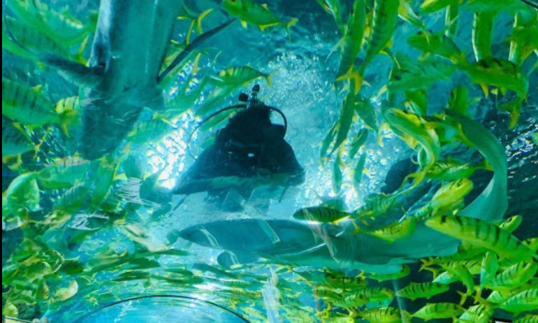 北京工体富国海底世界 北京工体富国海底世界