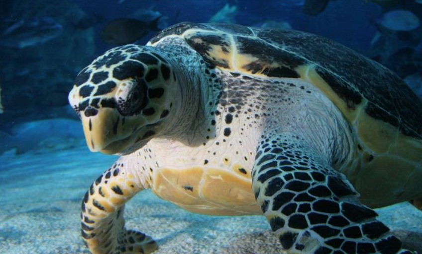 北京工体富国海底世界 北京工体富国海底世界