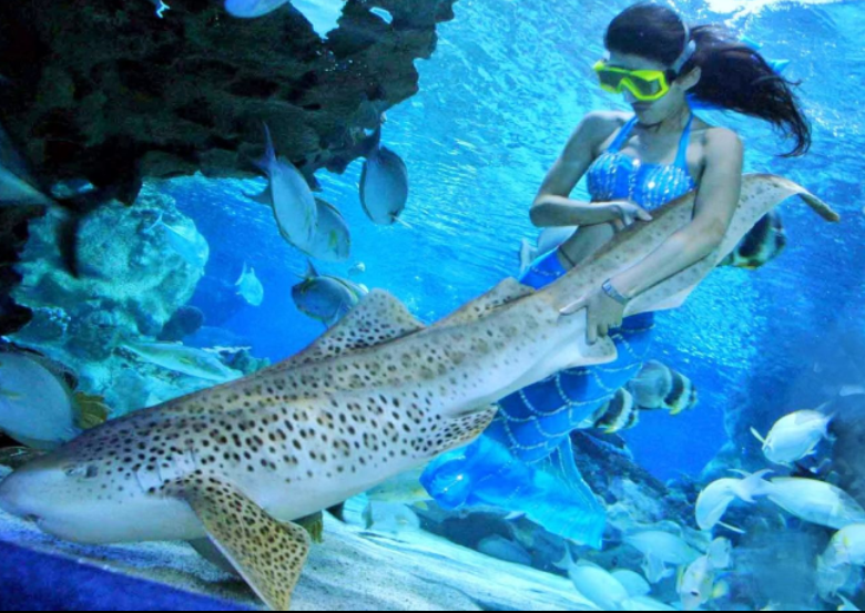 北京工体富国海底世界 北京工体富国海底世界