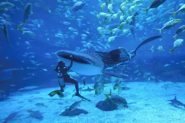 煙臺(tái)海昌鯨鯊海洋公園