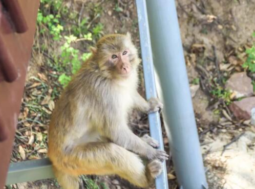 /uploads/image/2025/11/27/e7d0079de474c7bf1fa24d366e888872.png /uploads/image/2025/11/27/e7d0079de474c7bf1fa24d366e888872.png