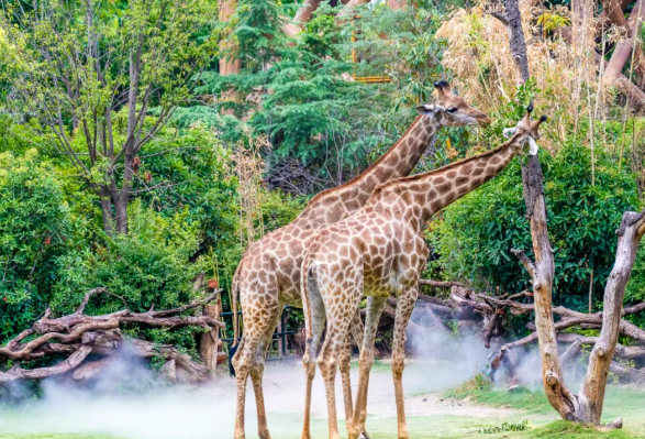 /uploads/image/2025/11/28/e396f060736a1a1cafd9eb81efb7ddb5.png /uploads/image/2025/11/28/e396f060736a1a1cafd9eb81efb7ddb5.png