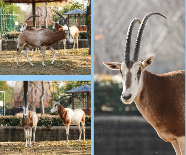 周口野生动物世界