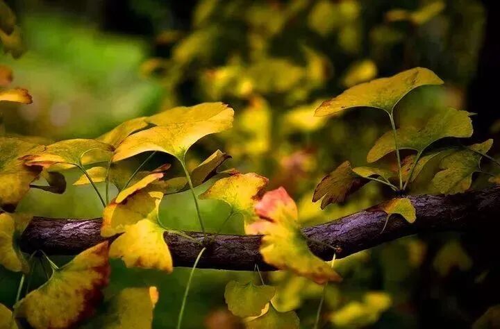 南雄帽子峰旅游景区