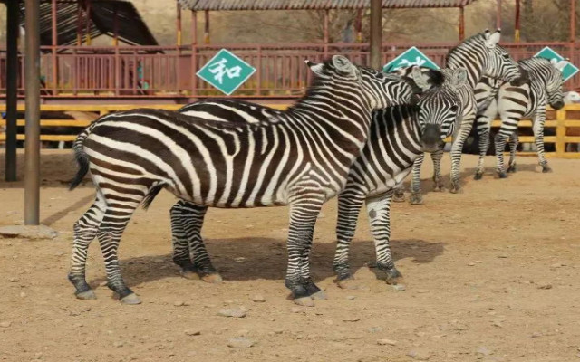 /uploads/image/2025/12/02/75aa068517b12c42a3335610b640c928.jpg /uploads/image/2025/12/02/75aa068517b12c42a3335610b640c928.jpg