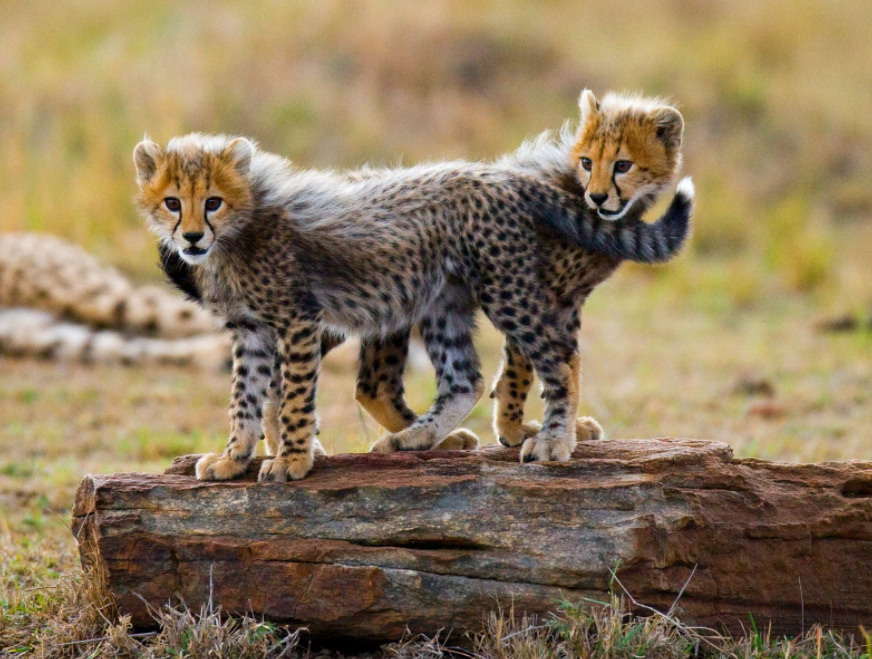 /uploads/image/2025/12/03/240e96a1911414bc27d6107d82427a4f.png /uploads/image/2025/12/03/240e96a1911414bc27d6107d82427a4f.png