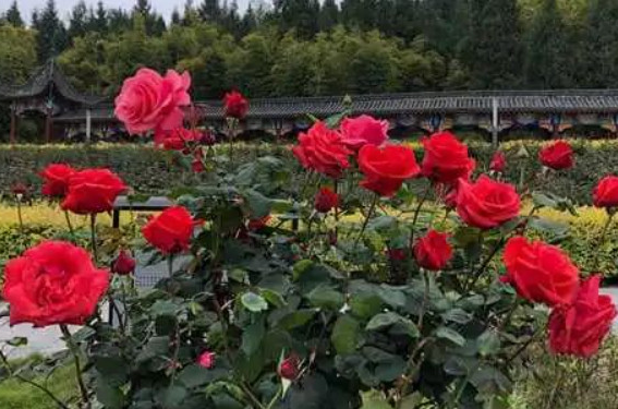 /uploads/image/2025/12/04/36433815e887e058d0290a7b3800e7ad.png /uploads/image/2025/12/04/36433815e887e058d0290a7b3800e7ad.png