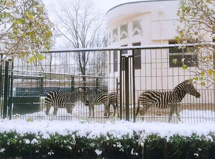 /uploads/image/2025/12/04/e48ab8632e875098445a01a1ca1c0b61.png /uploads/image/2025/12/04/e48ab8632e875098445a01a1ca1c0b61.png