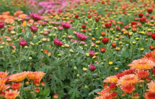 /uploads/image/2025/12/04/f8df6e76464f2068218e9456adea3a03.png /uploads/image/2025/12/04/f8df6e76464f2068218e9456adea3a03.png