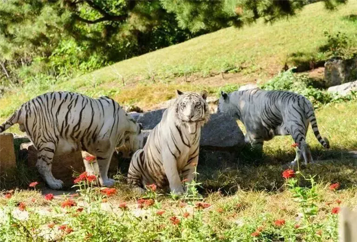 锦绣华北京津冀旅游年票