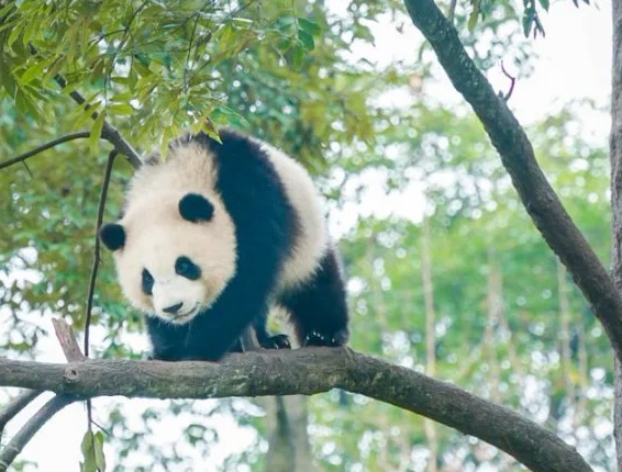 碧峰峡野生动物世界