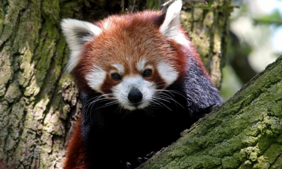 龙沙动植物园 龙沙动植物园