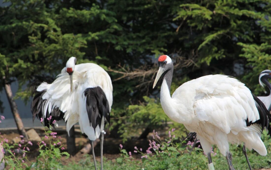 龙沙动植物园 龙沙动植物园