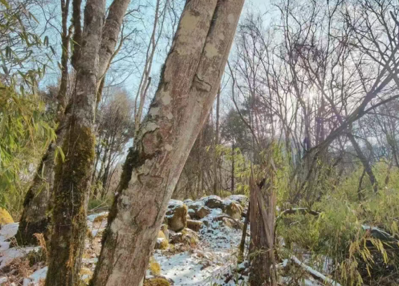 /uploads/image/2025/12/06/2e5fe2ac8d320be9004f4356ac947354.png /uploads/image/2025/12/06/2e5fe2ac8d320be9004f4356ac947354.png