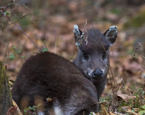 /uploads/image/2025/12/06/c36fe0edade5dc336851593ea4dd988e.png /uploads/image/2025/12/06/c36fe0edade5dc336851593ea4dd988e.png