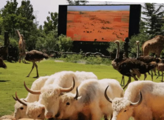 /uploads/image/2025/12/08/69767d7a0706488d3c0470d0544c8d91.png /uploads/image/2025/12/08/69767d7a0706488d3c0470d0544c8d91.png