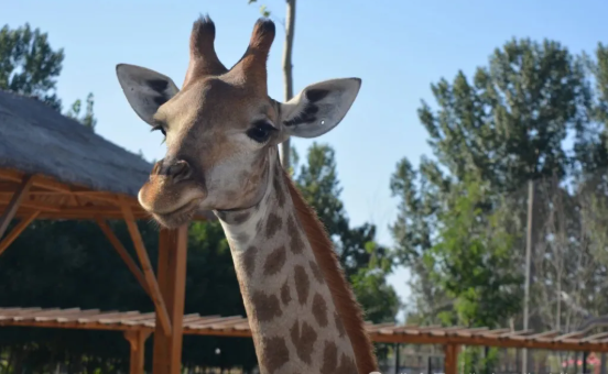 衡水野生动物园 衡水野生动物园