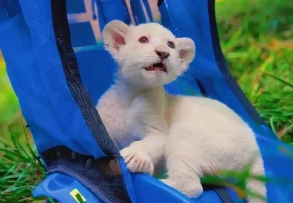 /uploads/image/2025/12/08/53629e859886e9e3570aa576d45155d7.png /uploads/image/2025/12/08/53629e859886e9e3570aa576d45155d7.png