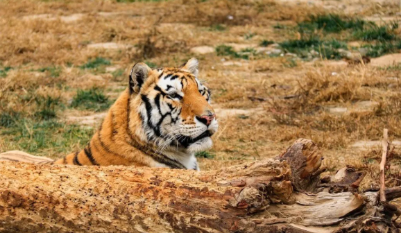 衡水野生动物园 衡水野生动物园