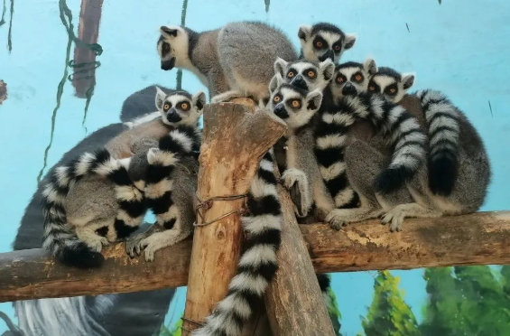 衡水野生动物园 衡水野生动物园