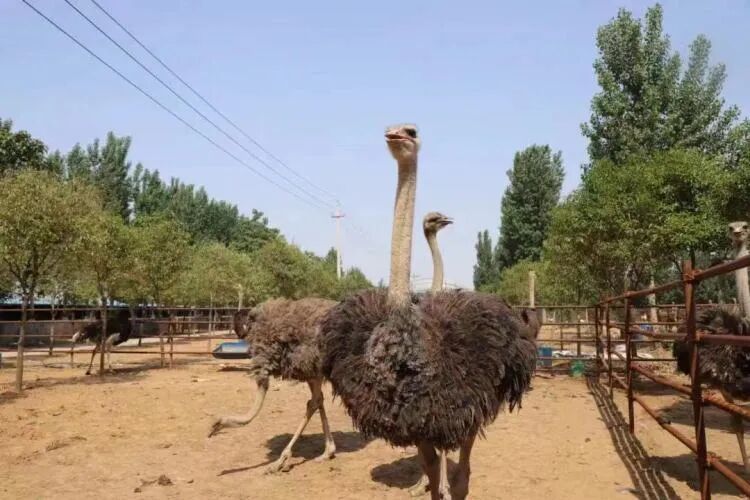 晨明生态园 晨明生态园