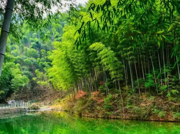 宏村木坑竹海 宏村木坑竹海