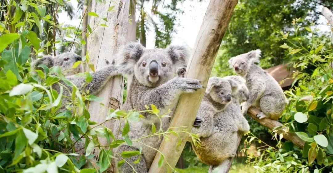 广州长隆野生动物世界