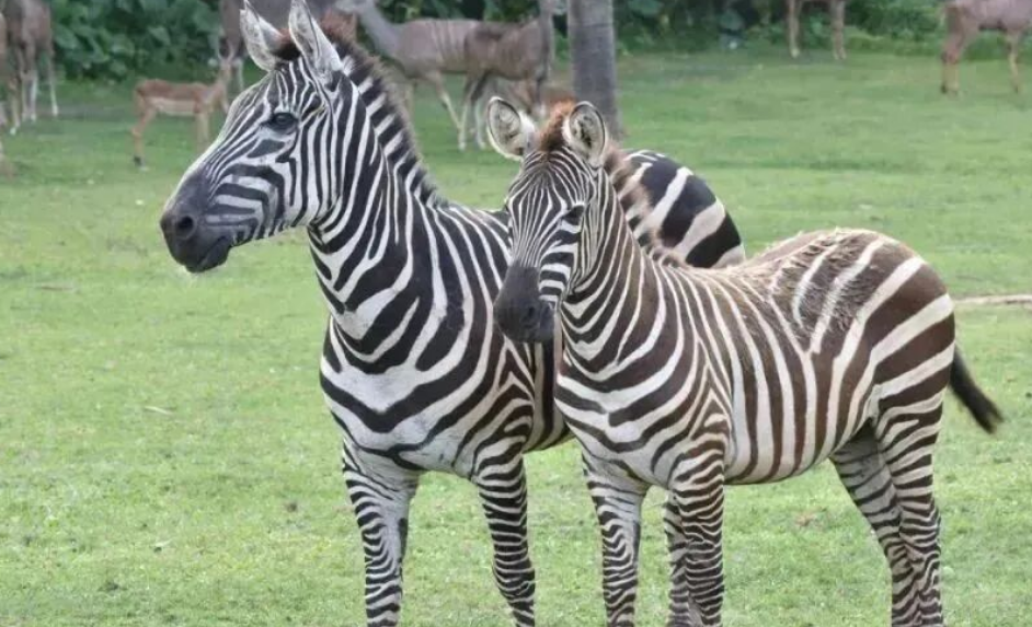 广州长隆野生动物世界