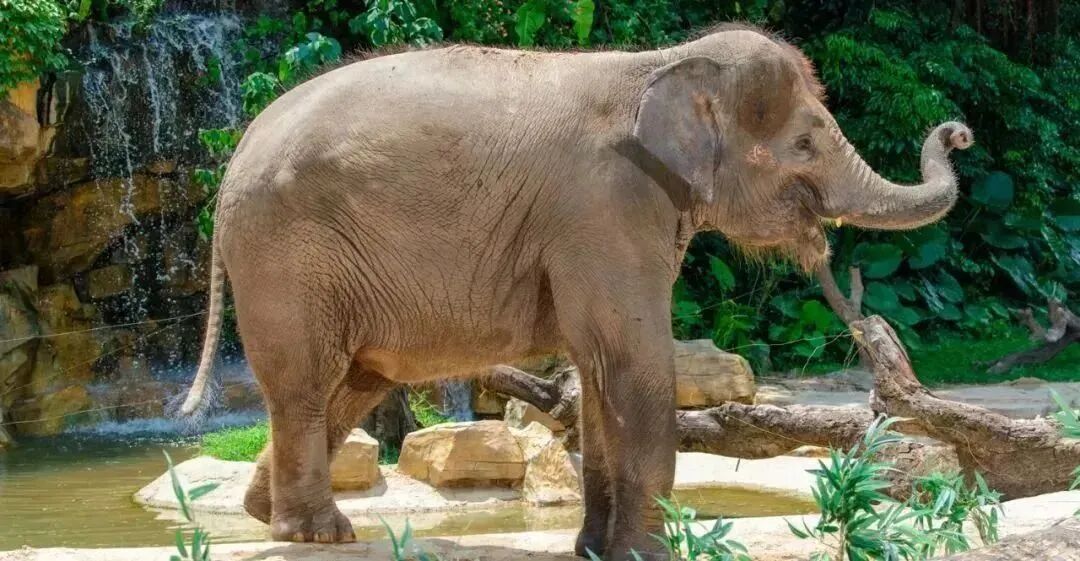 广州长隆野生动物世界