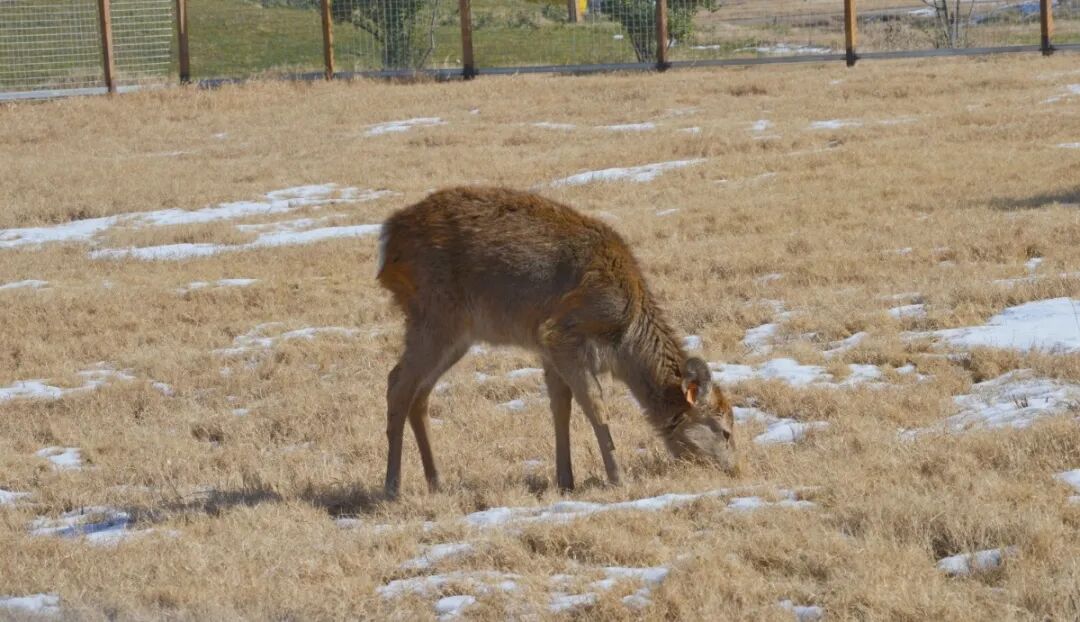 爱思嘉农业嘉年华