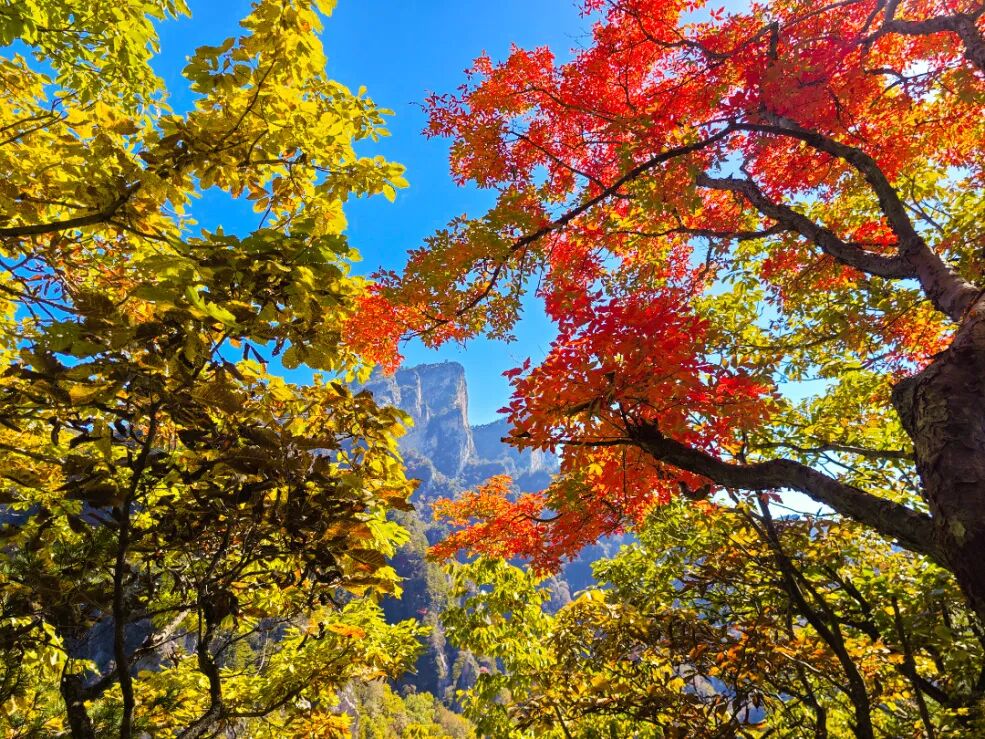 老界岭旅游度假区