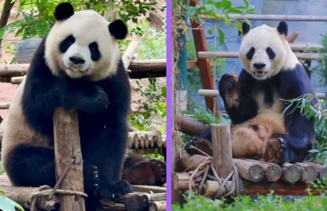 五龙山野生动物园
