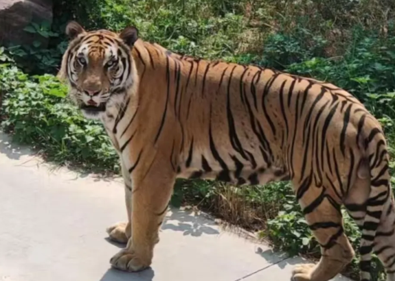 五龙山野生动物园