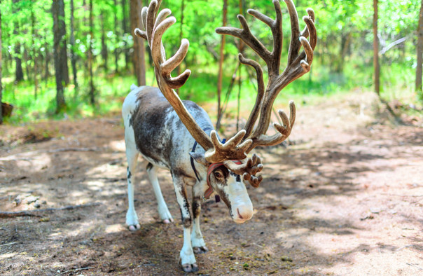 敖鲁古雅使鹿部落景区