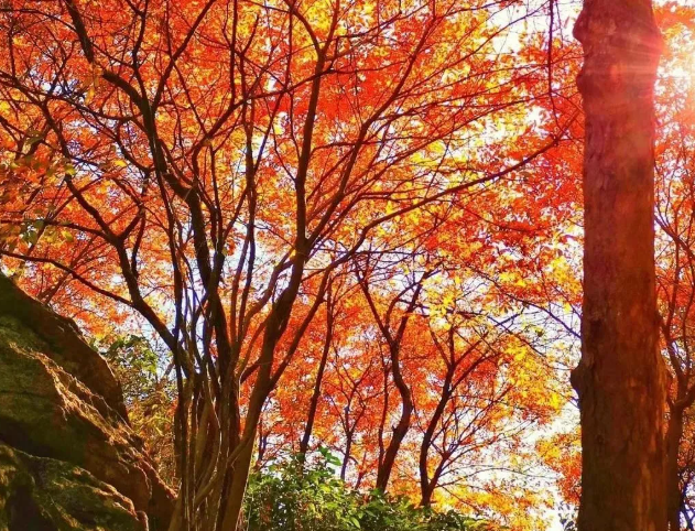 武漢職工惠游年票