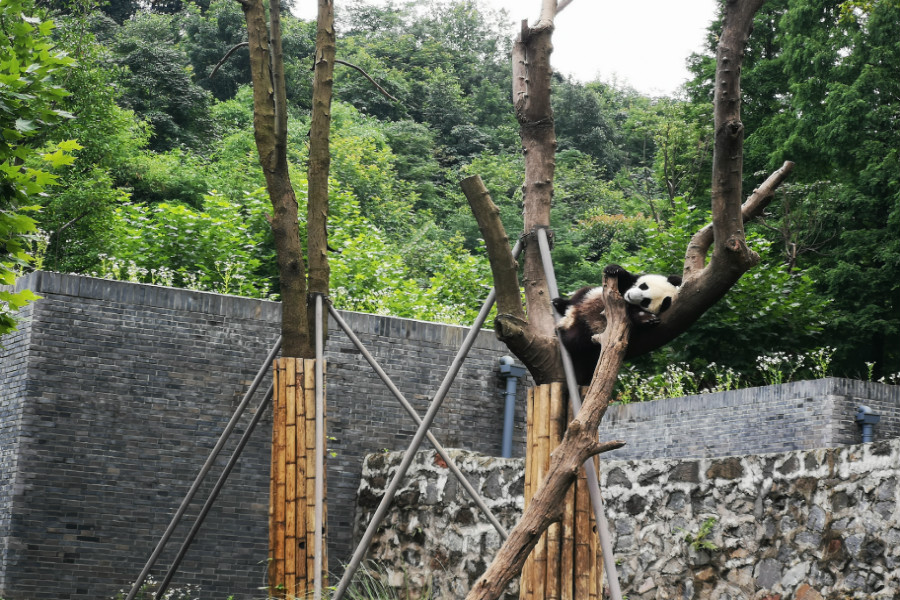 2025都江堰中華大熊貓?jiān)烽T票及景區(qū)信息(附開(kāi)閉園時(shí)間)一覽