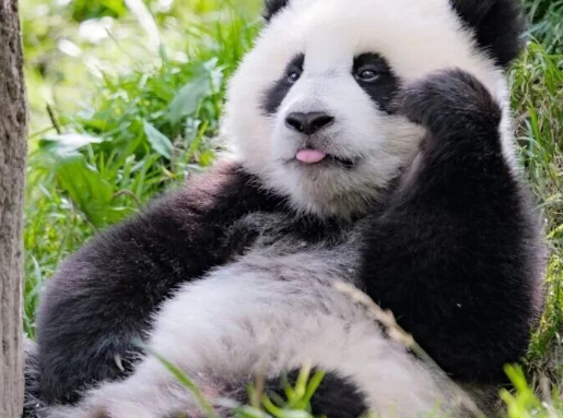 /uploads/image/2025/12/29/ddfec38825286dc8158bc3b64dcf6d5f.png /uploads/image/2025/12/29/ddfec38825286dc8158bc3b64dcf6d5f.png